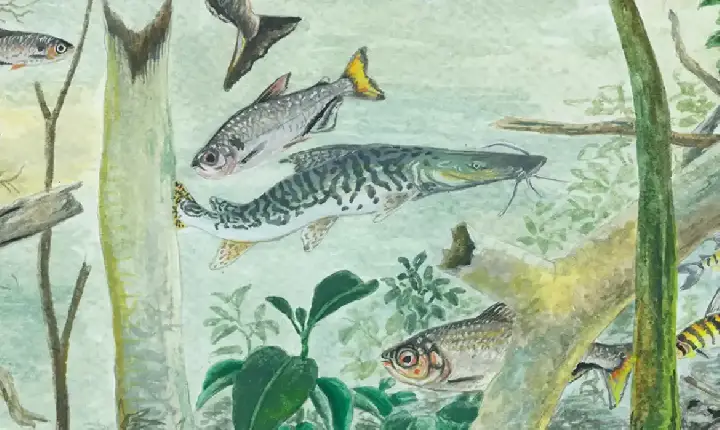 Meio Ambiente - Amazônia tem mais de 2,7 mil espécies de peixes, aponta estudo