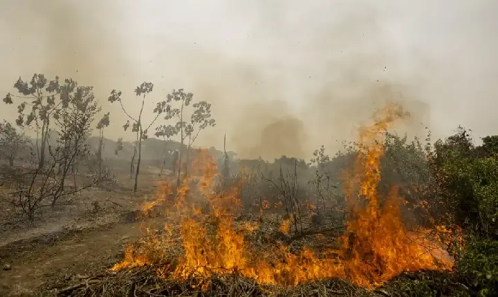 Meio Ambiente | Mudanças climáticas - Brasil registra quase 30 mil focos de incêndio em 2026; aumento de temperatura levanta alerta de risco para Amazônia, Cerrado e Caatinga