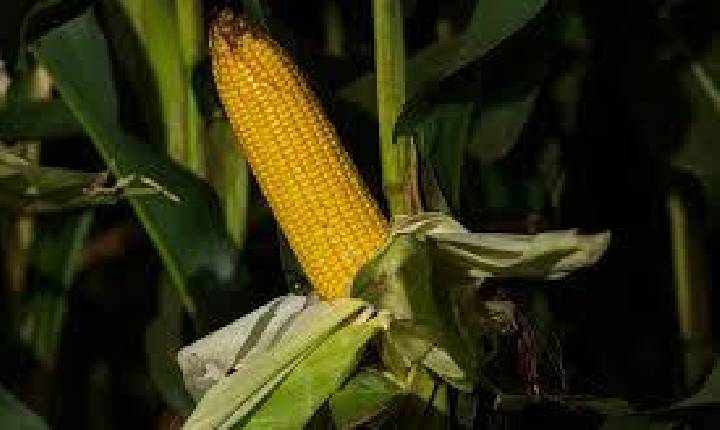 MILHO/CEPEA: Agentes voltam as atenções ao clima