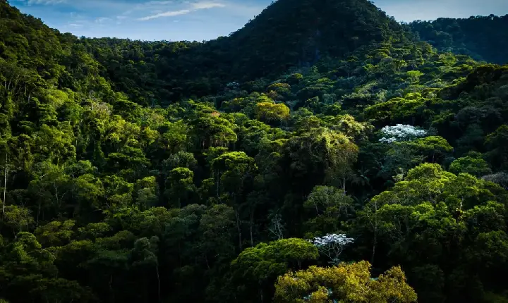 Notícias - Primeiras Cotas de Reserva Ambiental emitidas no país vieram da Mata Atlântica