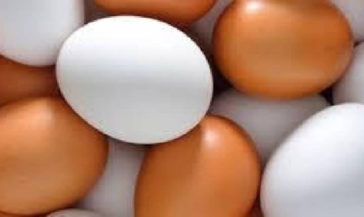 OVOS/CEPEA: Preços avançam 2ª quinzena com quedas de até 11%