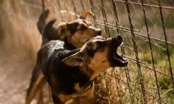 Polícia - Idoso tem garganta cortada em ataque de cães ao caminhar na rua