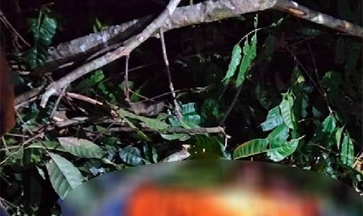 Polícia-  Trabalhador morre atingido por tronco durante corte de árvores em Candeias do Jamari