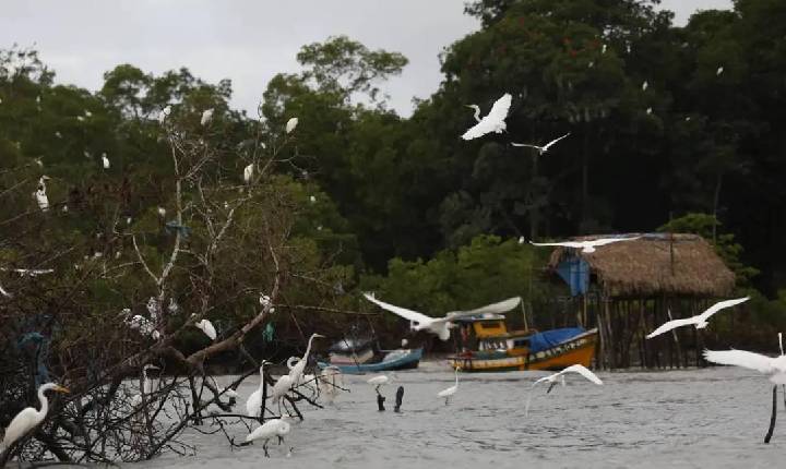 Política - Governo lança programa Território Seguro para proteger Amazônia