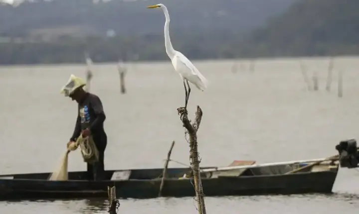 Política - Novas regras do seguro-defeso combatem fraudes e garantem pagamentos