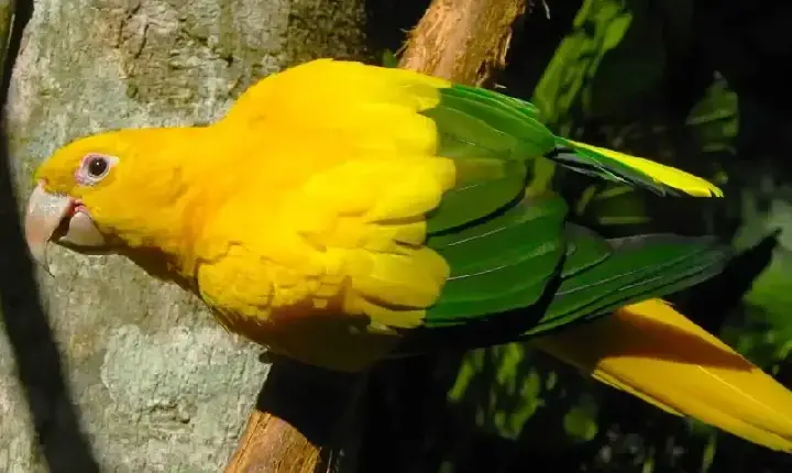 Reportagens - Área ambiental soube pelo noticiário da exportação de aves silvestres vivas
