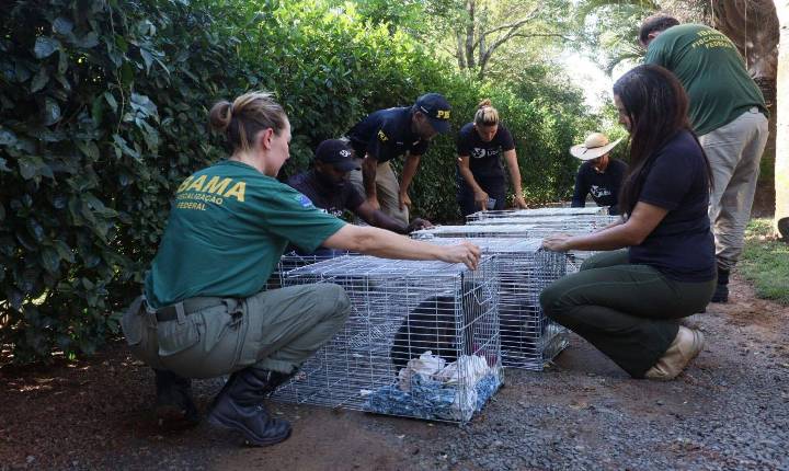 Reportagens - Fim da linha: último criadouro de macacos do Brasil é oficialmente esvaziado