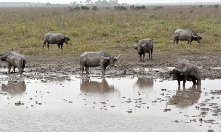 Rondônia -  Justiça autoriza retomada do abate de 5 mil búfalos invasores na Reserva do Guaporé, em RO