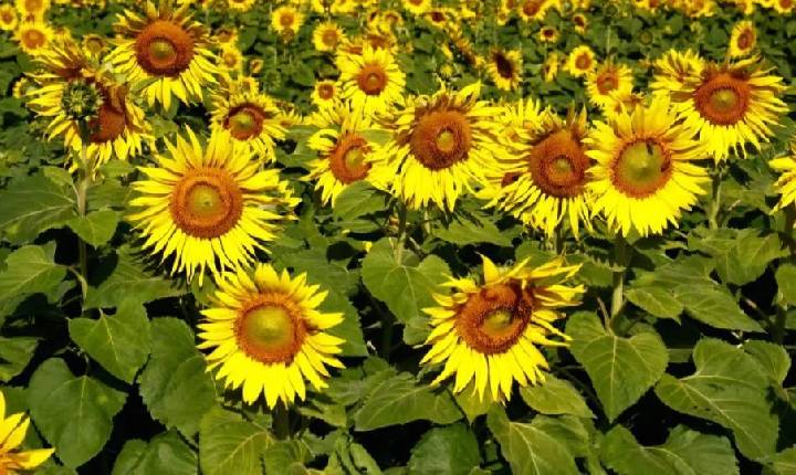 Rondônia -  Último dia da Rondônia Rural Show 2026 une gastronomia, exposições e concurso Miss Girassol