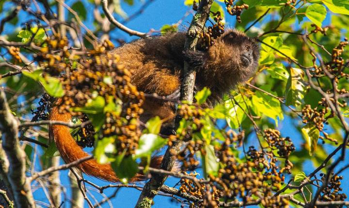 Salada Verde - Pesquisa no Sul da Bahia mapeia presença do macaco guigó