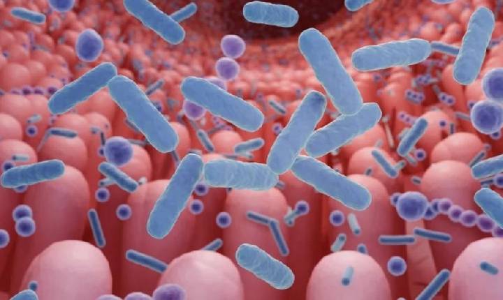 Saúde -  Perda de microbiota muda células que protegem o intestino. Entenda