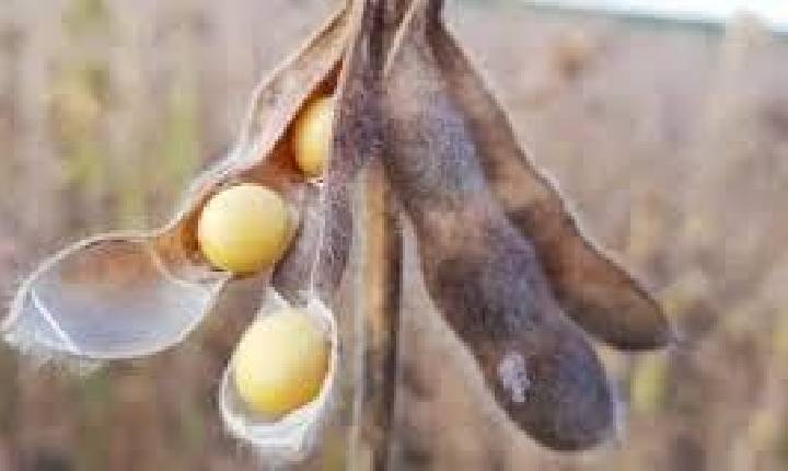 SOJA/CEPEA: Alta de preço é interrompida no BR
