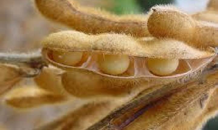 SOJA/CEPEA: Oferta sustenta liquidez; preço se estabiliza