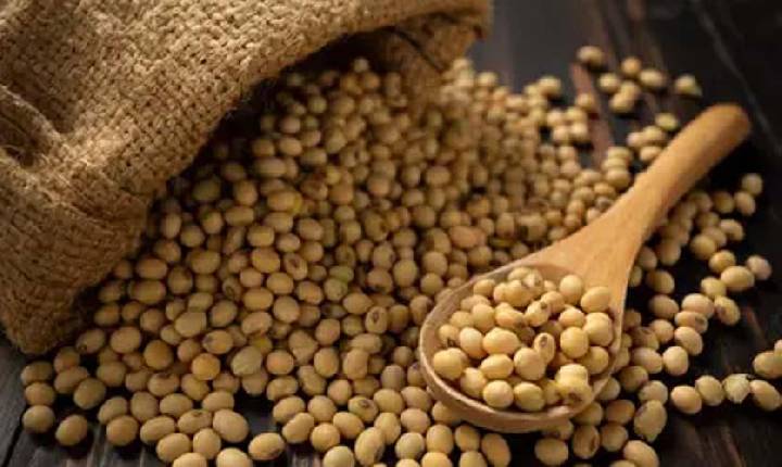 Soja e trigo hoje: veja cotações desta terça (7)