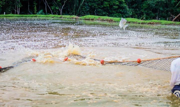 UNIR retoma ProAqua Rondônia e amplia apoio à piscicultura no estado
