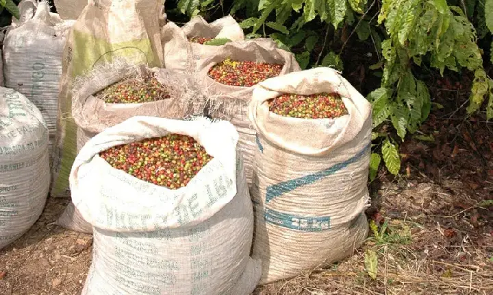 VÍDEO - Governo do estado apresenta o alto nível do café Robusta Amazônico na 13ª Rondônia Rural Show Internacional