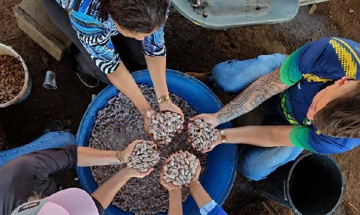 Viveiro Municipal amplia produção de mudas de cacau