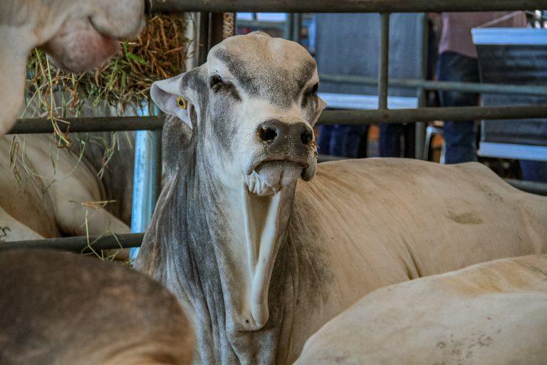 RONDÔNIA RURAL SHOW -  Feira Pró-Genética oferece animais de alta linhagem para produtores na Rondônia Rural Show Internacional