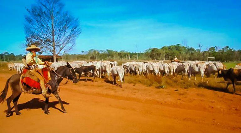 RONDÔNIA RURAL SHOW - Fórum Rondoniense vai massificar a Manutenção de Área Livre de Febre Aftosa sem Vacinação