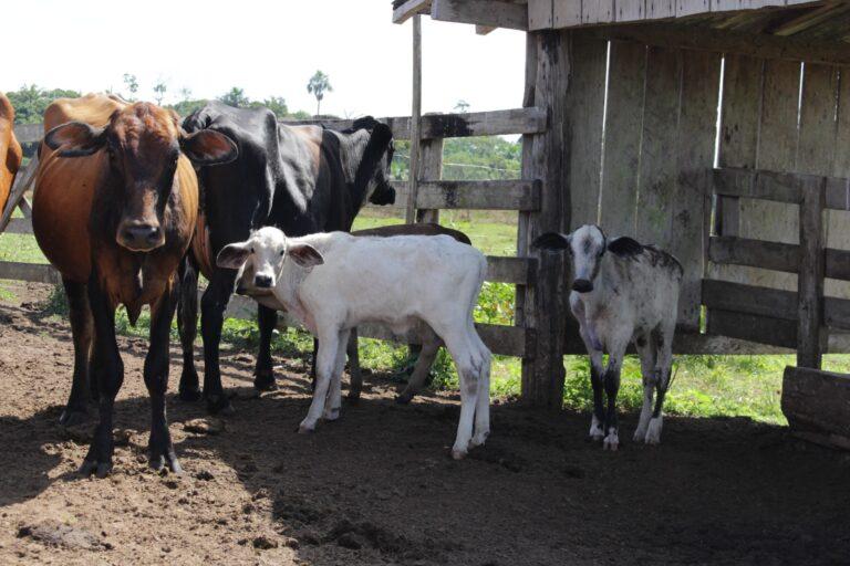 MELHORAMENTO GENÉTICO -  Projeto Inovatec promove melhoria genética do rebanho leiteiro de Rondônia