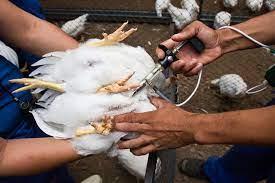 AVES - Vacinação: diferentes formas de administração e impacto no bem-estar animal