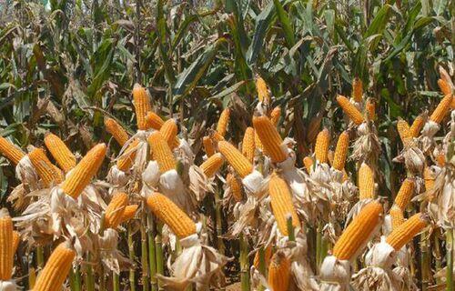 ECONOMIA | AGRONEGÓCIO Clima favorável beneficia produção de grãos, apontam especialistas