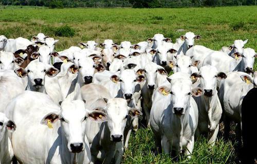 AGRONEGÓCIOS | BOI GORDO Boi gordo registra leve alta no preço nesta quarta-feira (22)