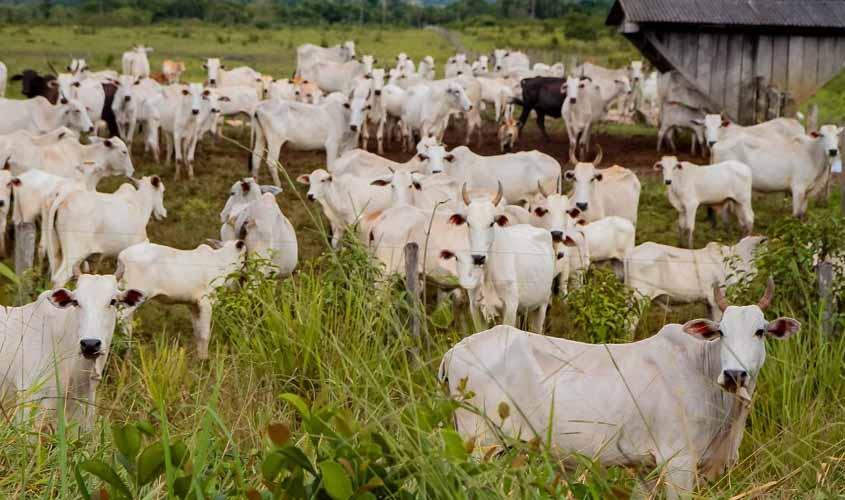 Índices aplicados ao agronegócio fecham 2023 em crescimento no estado de Rondônia
