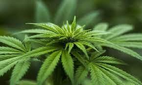 SP regulamenta lei sobre cannabis medicinal no SUS