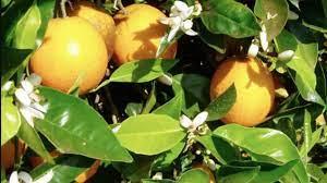 CITRICULTURA - Laranja: preços seguem subindo devido à oferta restrita; confira as cotações