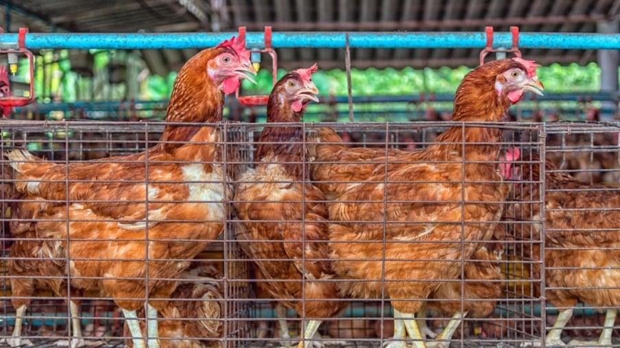 MERCADO AVÍCOLA - Frango: preços reagem graças a maior demanda e antecipação de vendas