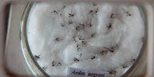 Saúde - Pesquisa detecta vírus zika e chikungunya em ovos de mosquitos Aedes