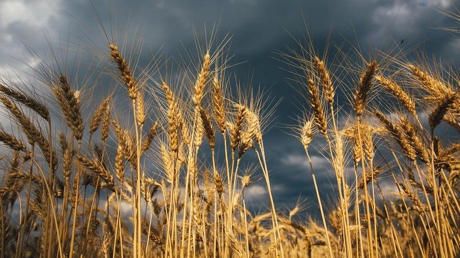 COMMODITIES - Trigo enfrenta desvalorização global, apesar de estimativas de baixa produção