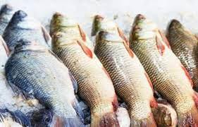 PEDIDO PRESIDENCIAL  África do Sul abre mercado para pescados brasileiros