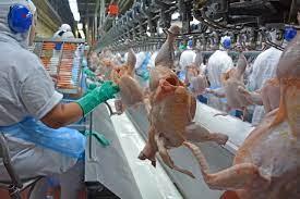 PROCEDIMENTO- SIF moderniza inspeção de frangos com monitoramento microbiológico