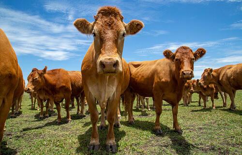 AGRONEGÓCIOS | AGRONEGÓCIOS -Preço do boi gordo recua e arroba é negociada a R$ 222,50