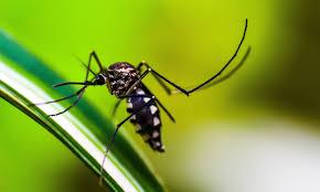 Nacional - Brasil se aproxima de 6 milhões de casos e 4 mil mortes por dengue