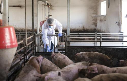 AGRONEGÓCIOS | BOI GORDO - Preços médios do suíno vivo ficaram estáveis no último fechamento