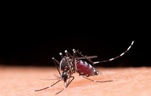 SAÚDE | DENGUE - Dengue: Brasil registra 6,5 milhões de casos prováveis em 2024