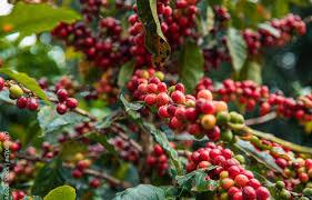 AGRONEGÓCIOS | CAFÉ - Café volta a ter alta