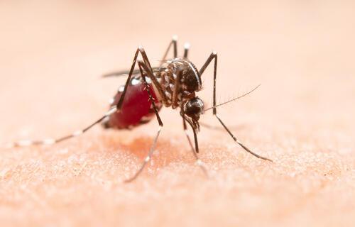 SAÚDE | DENGUE - Dengue: Brasil registra 6,6 mi de casos; aumento de 400% em relação a 2023