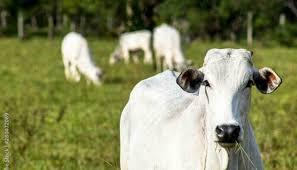 AGRONEGÓCIOS | AGRONEGÓCIOS - Arroba do boi gordo passou a custar R$ 326,70, nesta terça-feira (28)