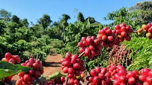 AGRONEGÓCIOS | AGRONEGÓCIOS - Café arábica registra redução no preço, nesta segunda-feira (6)