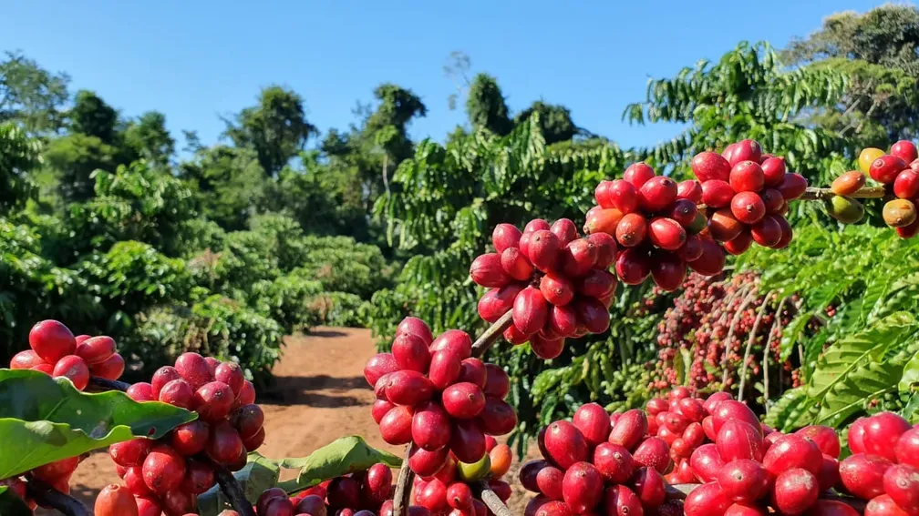 Agronegócios | Agronegócios - Café arábica tem alta no preço, enquanto robusta fica mais barato, nesta quinta-feira (30)