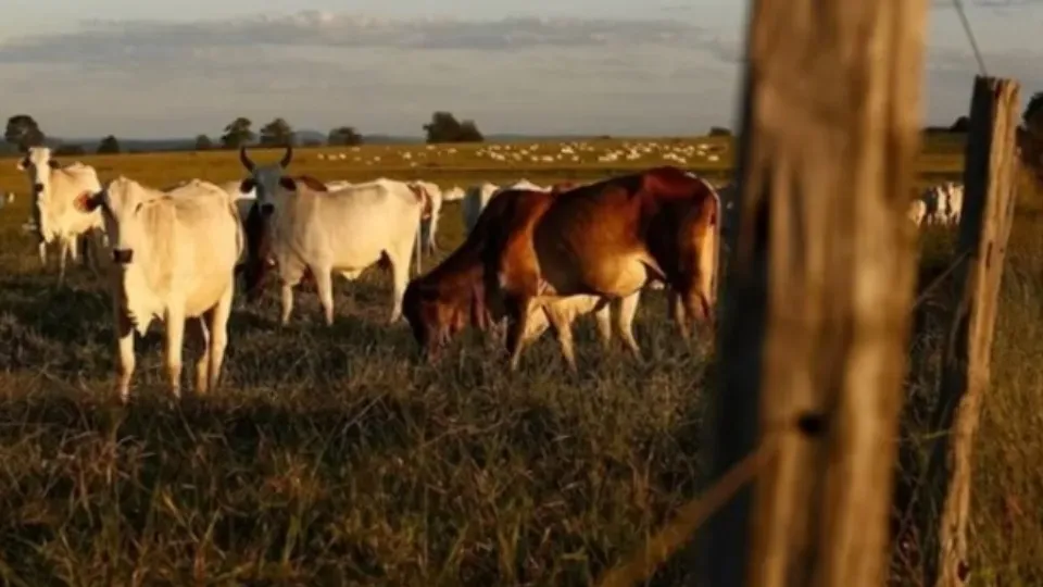Brasil Busca - Fórum de Proteção Animal entra no STF contra abate de animais