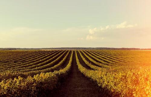Agronegócios | Soja Soja em alta no Paraná