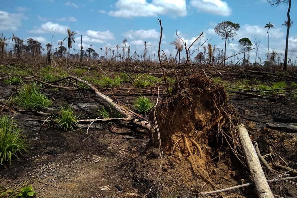 Destruição florestal - SAD detecta aumento no desmatamento em estados da Amazônia Legal em fevereiro de 2025
