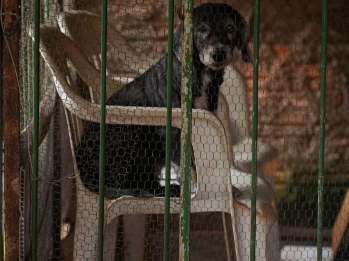 Geral - Prefeitura disponibiliza telefone para denúncia de maus tratos contra animais