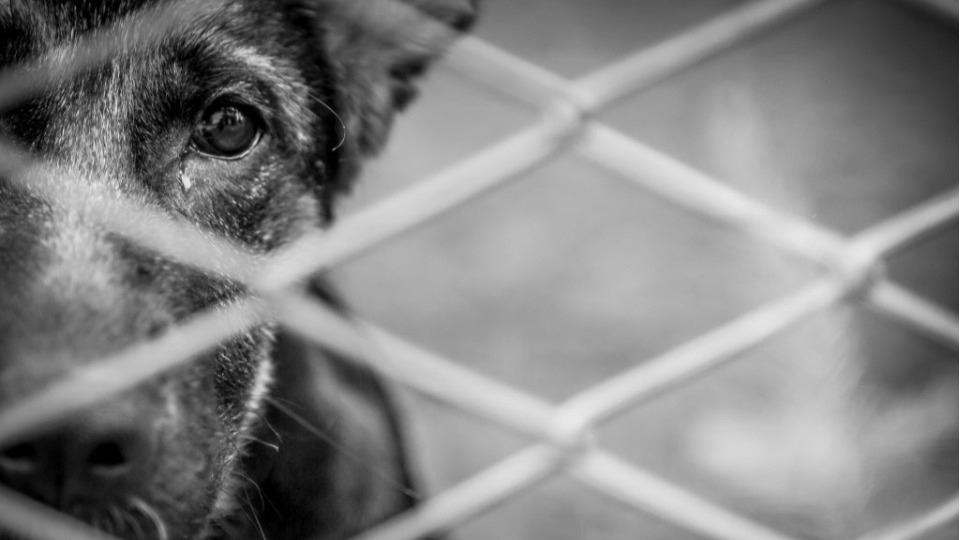 RONDÔNIA - Maus-tratos aos animais revelam falhas graves em nossa civilidade