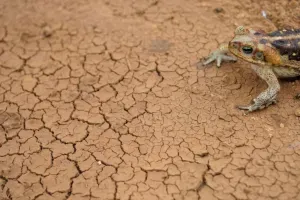 Salada Verde - Exposição fotográfica e livro retratam a crise hídrica no Brasil